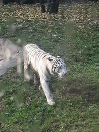 View of zebra in water