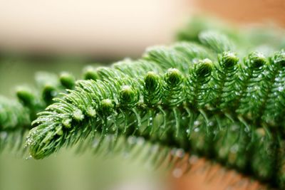 Close-up of fern leaves