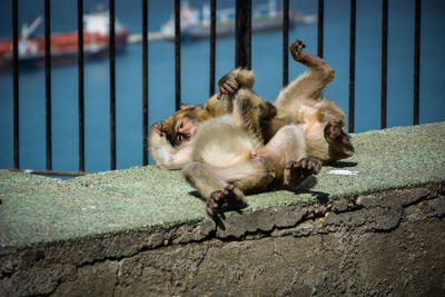 High angle view of monkeys resting on retaining wall against sea