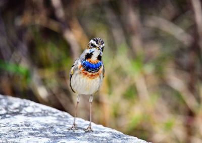 Close-up of bird perching on rock