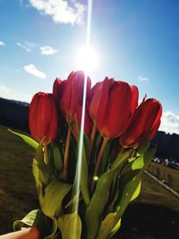 Close-up of red tulip