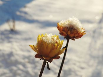 Close-up of yellow flowering plant