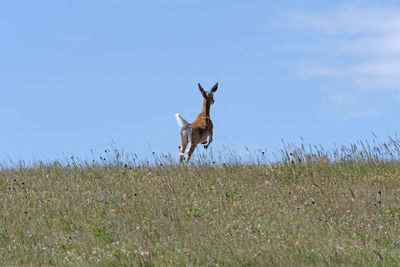 Deer standing on grassy field against clear sky