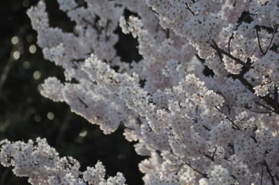 Close-up of snow covered cherry blossom