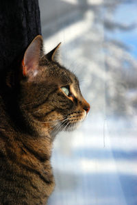 Close-up of cat against sky