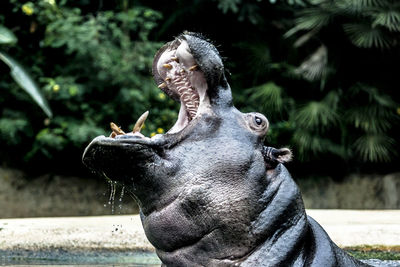 Close-up of hippopotamus swimming in lake