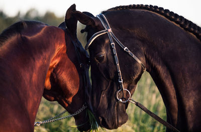 Horse standing in ranch