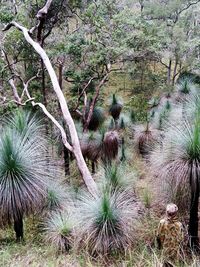 Plants growing on tree