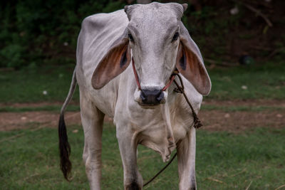 Portrait of horse on field