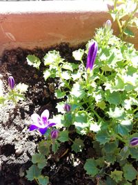 Close-up of purple flowers blooming outdoors