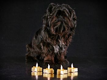 Portrait of small dog against black background
