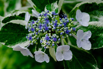 Close-up of white flowering plant