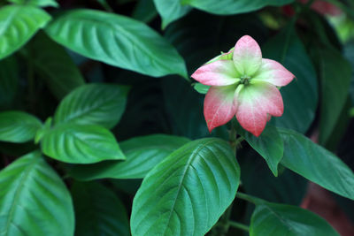 Close-up of pink flowering plant