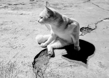 High angle view of a cat looking away