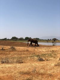 Elephant standing on field against clear sky