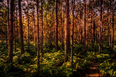 Pine trees in forest