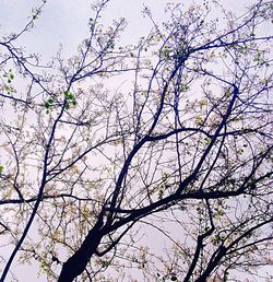 Low angle view of flower tree against sky