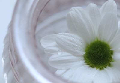 Close-up of white flower