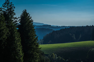 Scenic view of forest against sky