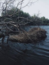 Bare trees in water