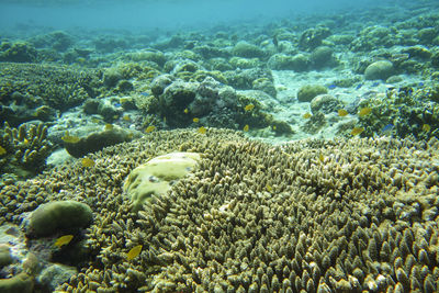 High angle view of fish swimming in sea