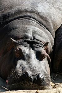 Close-up of elephant