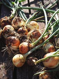 High angle view of fruits on field