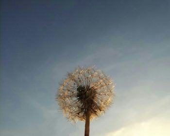 Low angle view of dandelion against sky