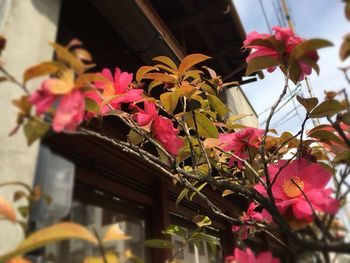 Close-up of pink flowers