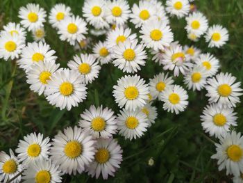 High angle view of daisies