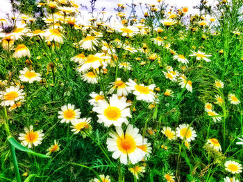 Close-up of daisy flowers blooming in field