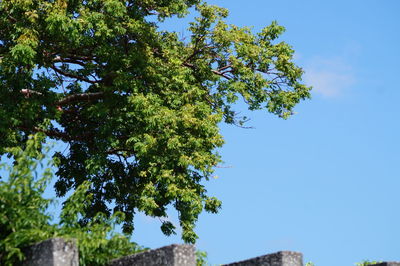 Low angle view of tree against clear blue sky