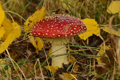 Close-up of fly agaric mushroom growing on field