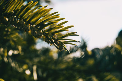 Close-up of flowering plant against sky