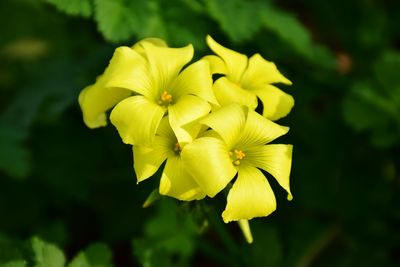 Close-up of yellow flowers blooming outdoors