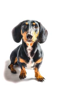 Portrait of dog over white background