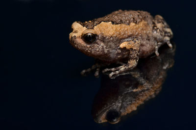 Close-up of lizard against black background