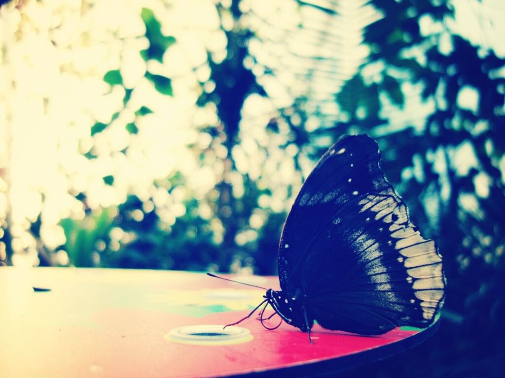 one animal, animal themes, insect, animals in the wild, wildlife, focus on foreground, close-up, perching, animal antenna, butterfly - insect, animal wing, full length, zoology, butterfly, nature, outdoors, day, animal wildlife, no people, two animals