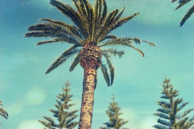 Low angle view of palm tree against blue sky