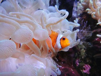 Close-up of fish swimming in sea