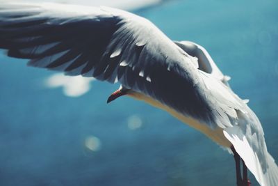 Close-up of swan flying in water