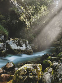 Scenic view of waterfall in forest