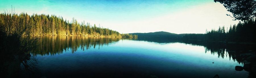 Reflection of trees in calm lake
