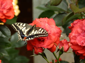 Close-up of butterfly pollinating on red flower