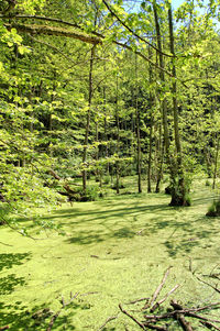Trees in forest