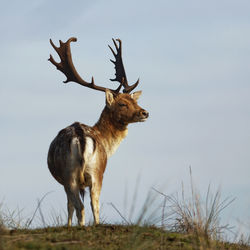 Deer standing on field against sky