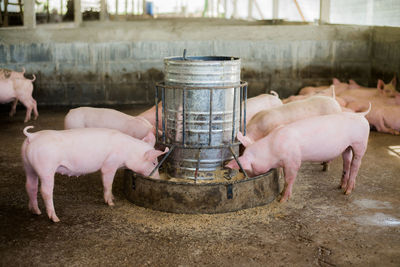 Swine at the farm. meat industry. pig farming to meet the growing demand for meat in thailand