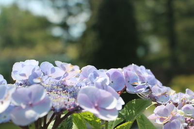 Close-up of white flowers