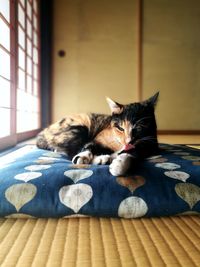 Close-up of cat sleeping on bed at home