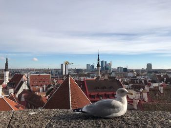 High angle view of seagull on roof against buildings